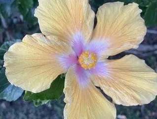 Maui Bees - photo 2