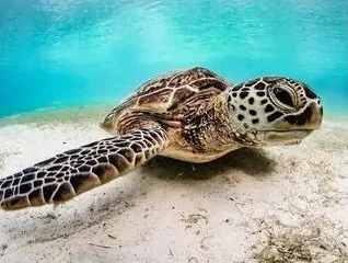 Makena Landing – Turtle Town area - photo 2