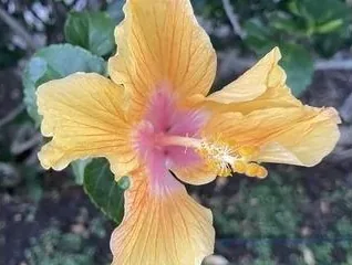 Wailea & Kīhei - photo 2