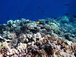 Maui Snorkeling – Captain Greg - photo 4