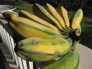 Wailea Village Farmers Market – Tuesdays - photo 3